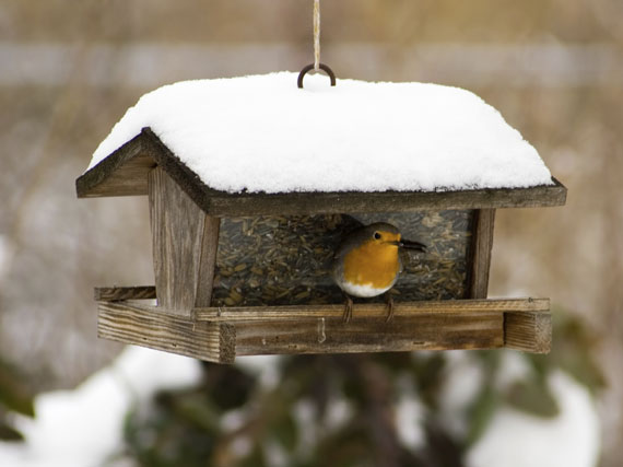 Cómo atraer a los pájaros en invierno